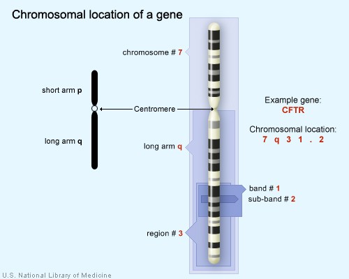 chromosomallocation