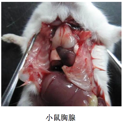 小鼠胸腺和脾脏解剖图图片