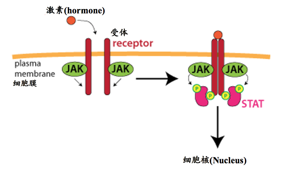 13】受体(receptors)