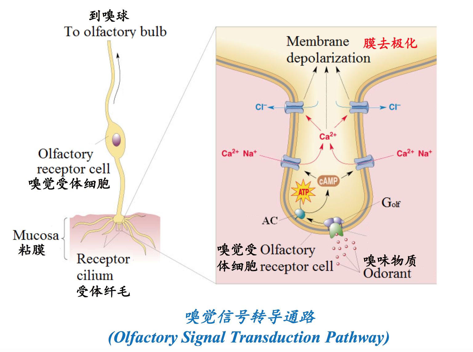 27】嗅觉信号转导(olfactory signal transduction)