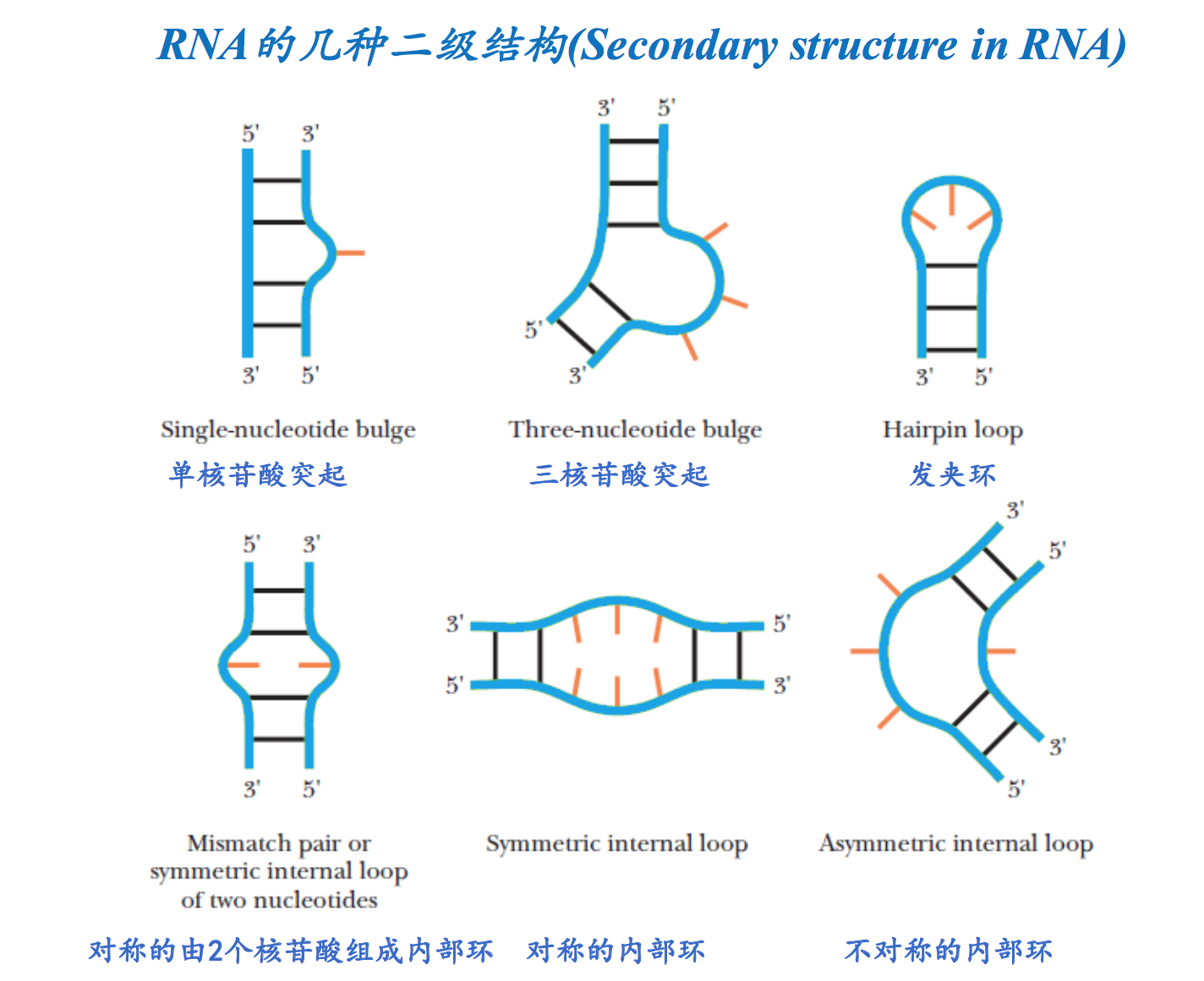 RNA分子构成图图片